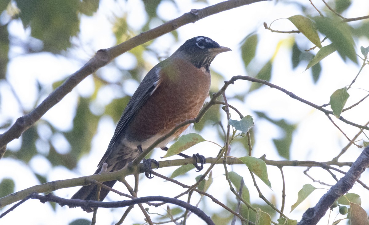 コマツグミ - ML644907558