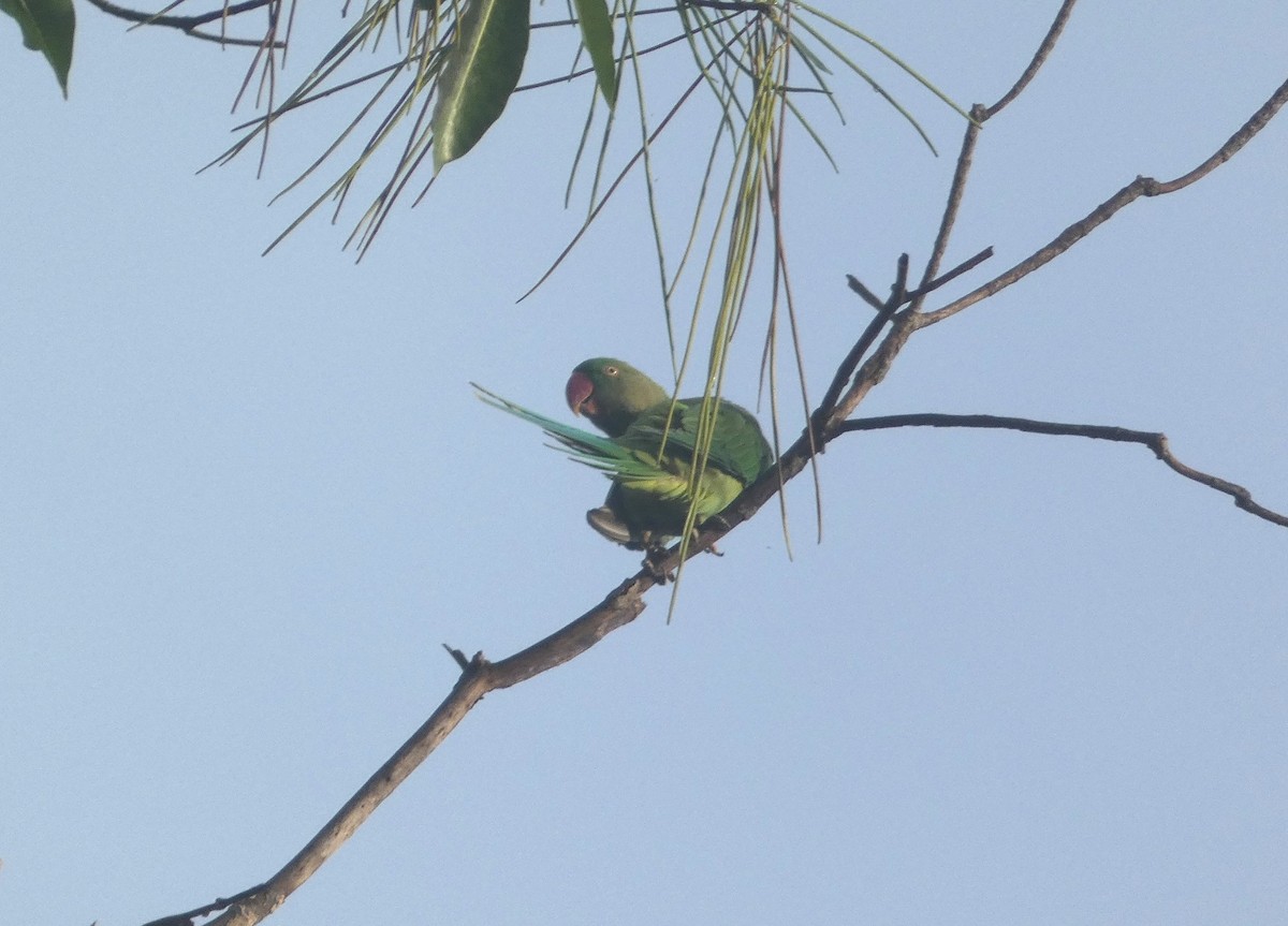 亞歷山大鸚鵡 - ML644907565