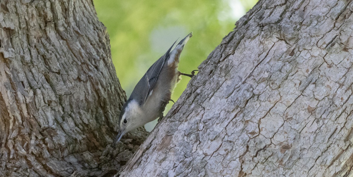 Weißbrustkleiber - ML644907608