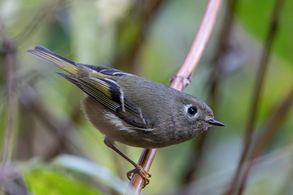 Ruby-crowned Kinglet - ML644907627