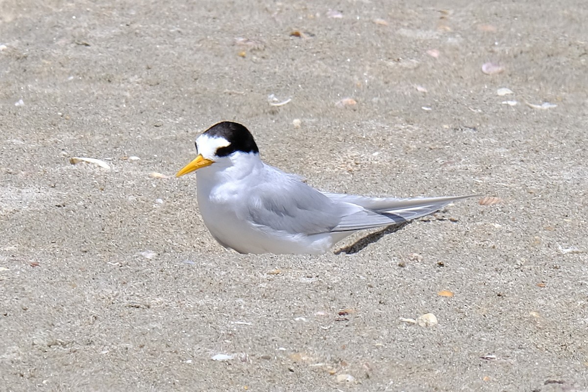 ヒメアジサシ - ML644907639