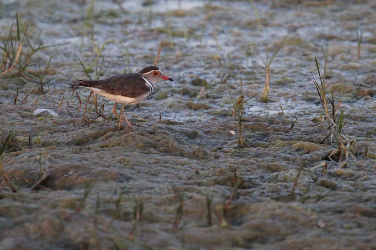 Three-banded Plover - ML644907641
