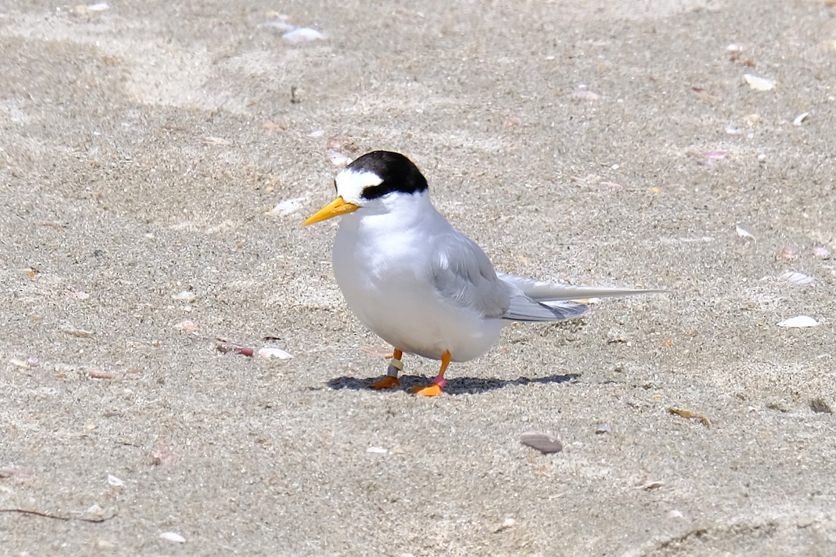 ヒメアジサシ - ML644907646