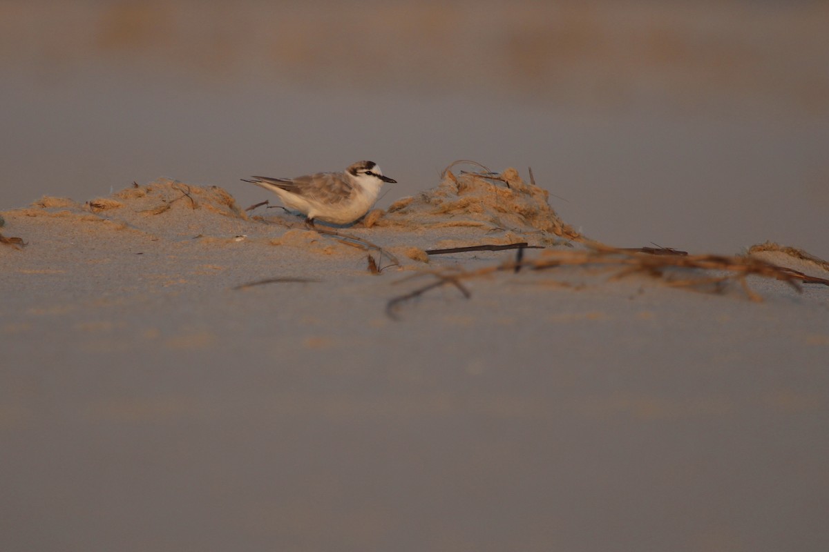 White-fronted Plover - ML644907653