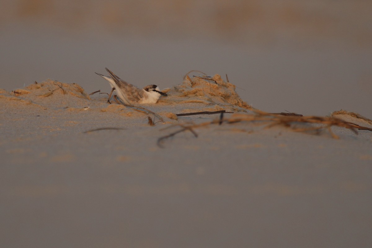 White-fronted Plover - ML644907654