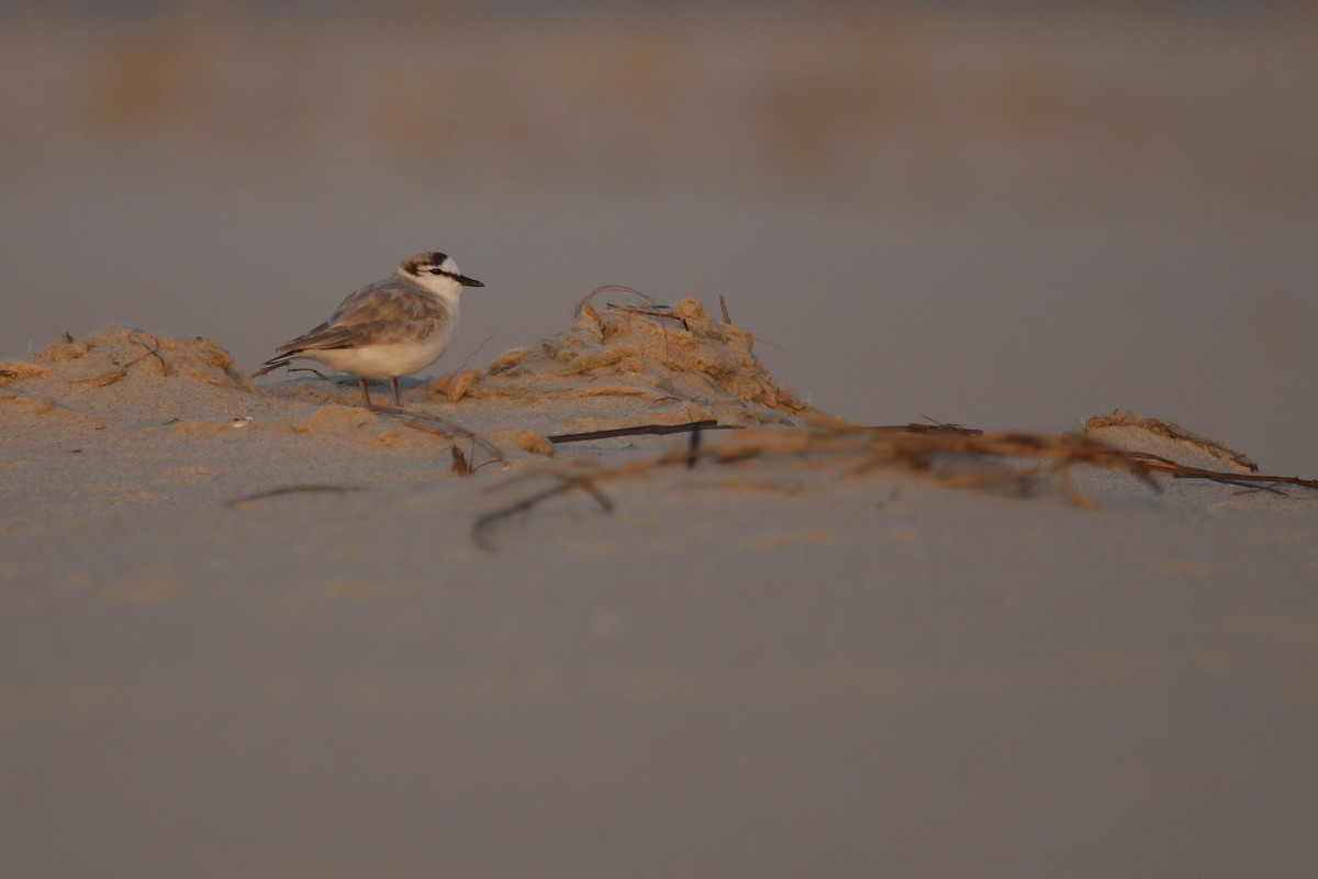 White-fronted Plover - ML644907655