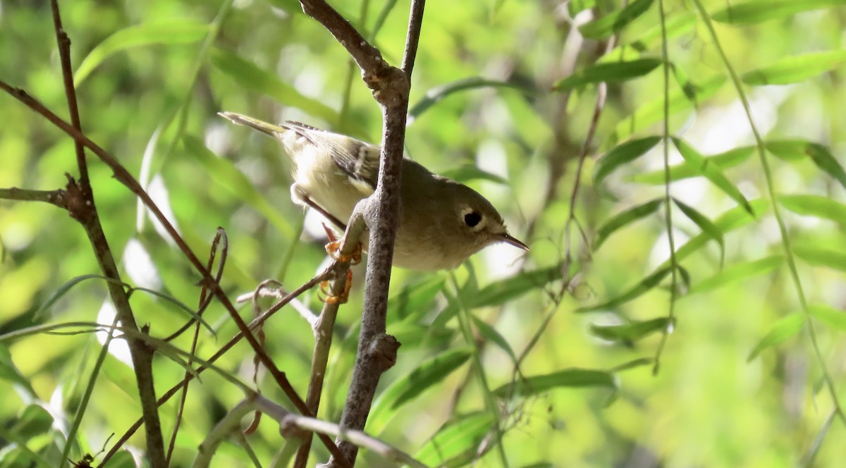 Ruby-crowned Kinglet - ML644907685