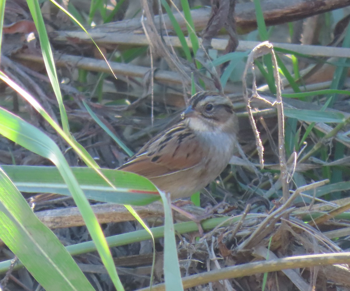 Swamp Sparrow - ML644907689