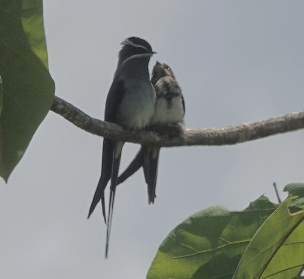 Moustached Treeswift - ML644907710