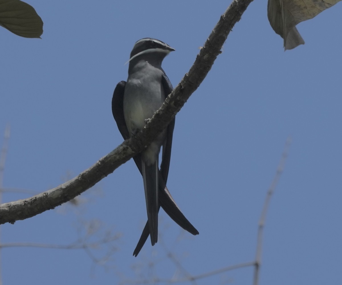 Moustached Treeswift - ML644907711