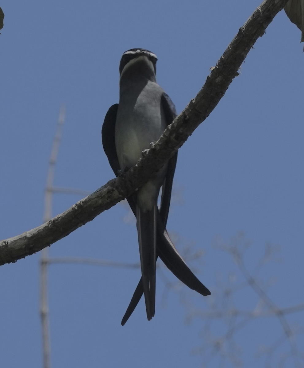 Moustached Treeswift - ML644907712