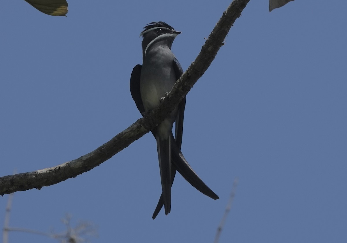 Moustached Treeswift - ML644907713