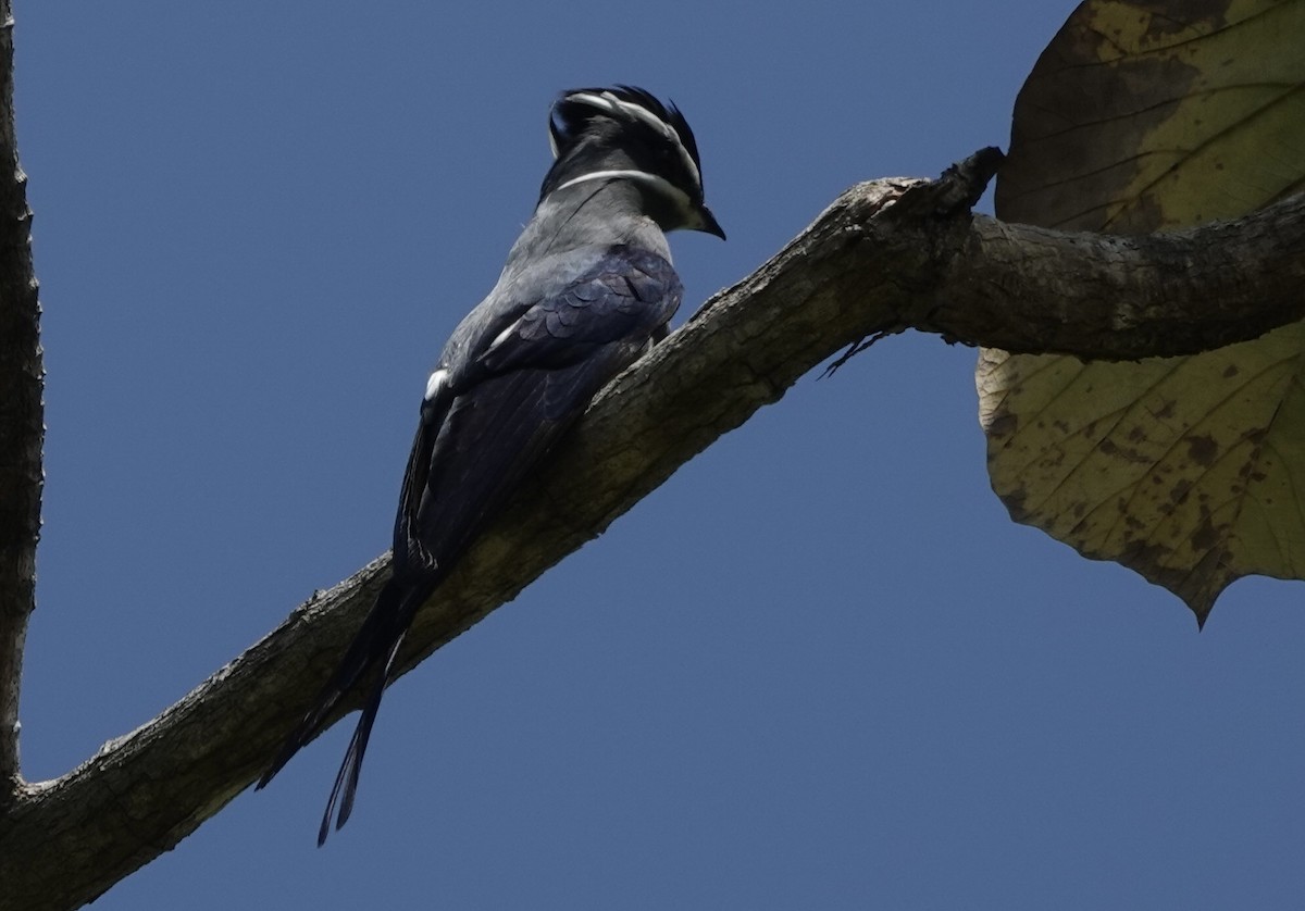 Moustached Treeswift - ML644907714