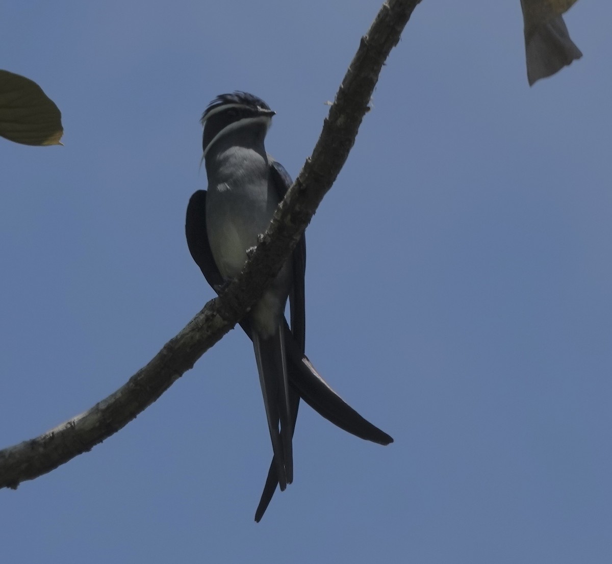 Moustached Treeswift - ML644907715