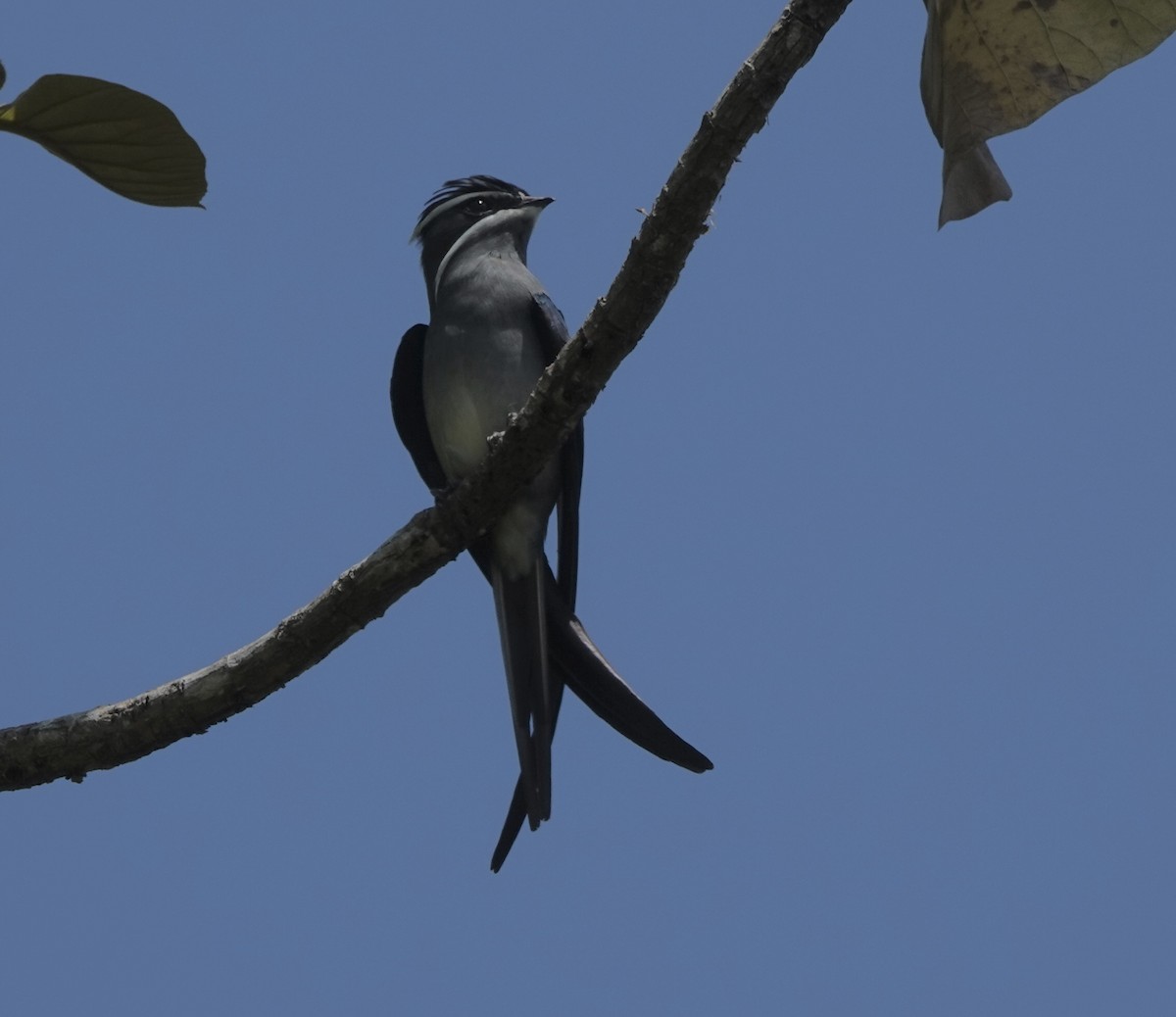 Moustached Treeswift - ML644907716