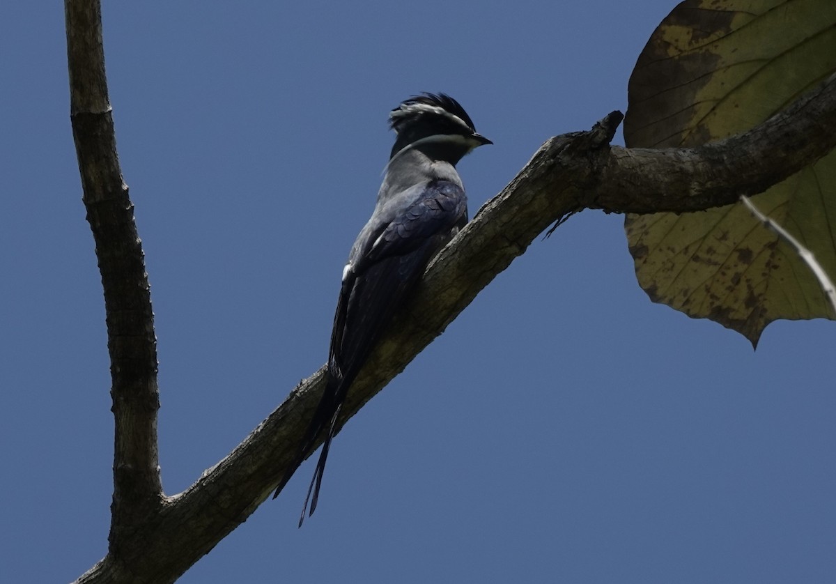 Moustached Treeswift - ML644907717
