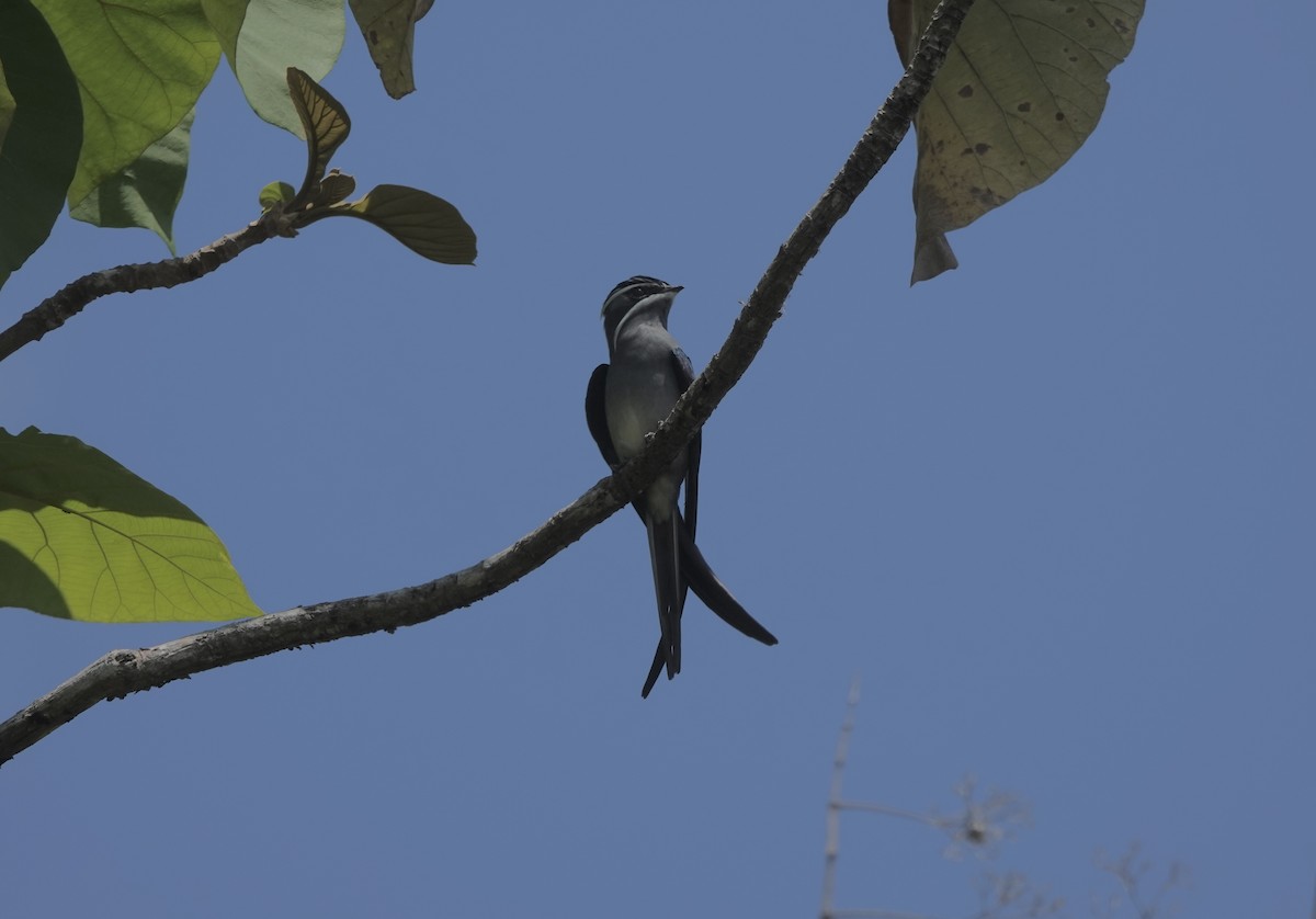 Moustached Treeswift - ML644907718