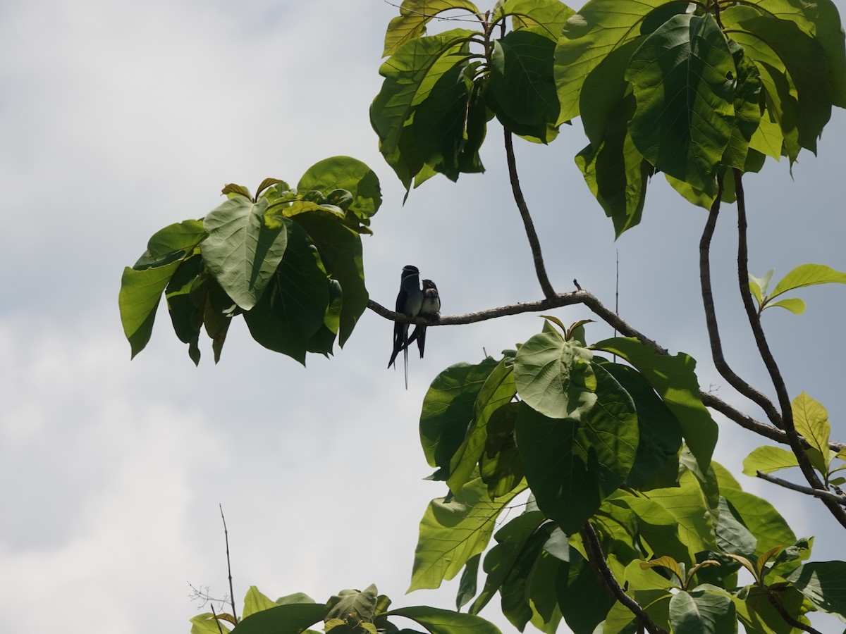 Moustached Treeswift - ML644907719