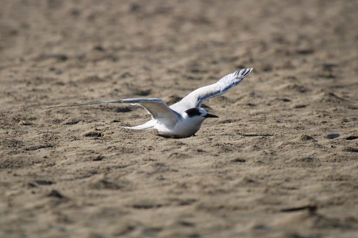 Common Tern - ML644907766