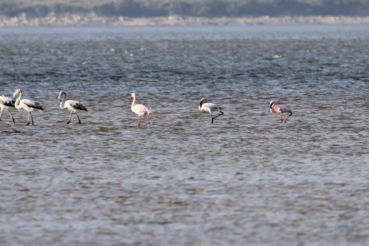 Zwergflamingo - ML644907767