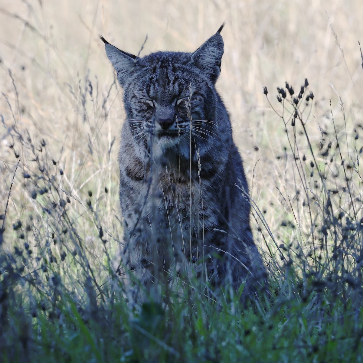 Animals - ML644907773