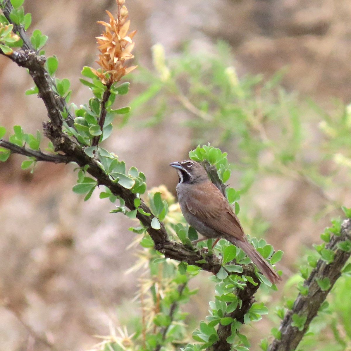 sonoraspurv - ML644907786