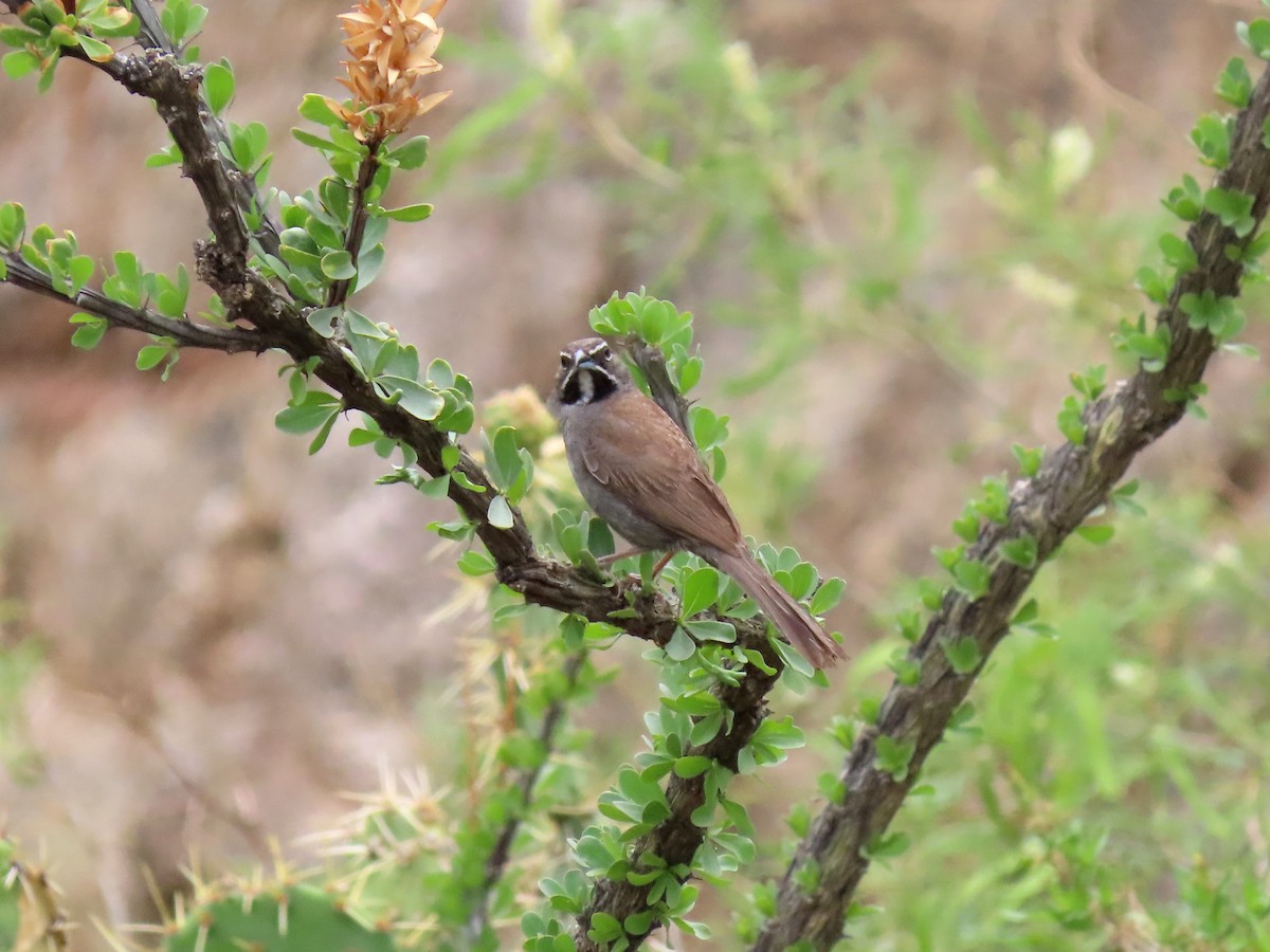 sonoraspurv - ML644907787