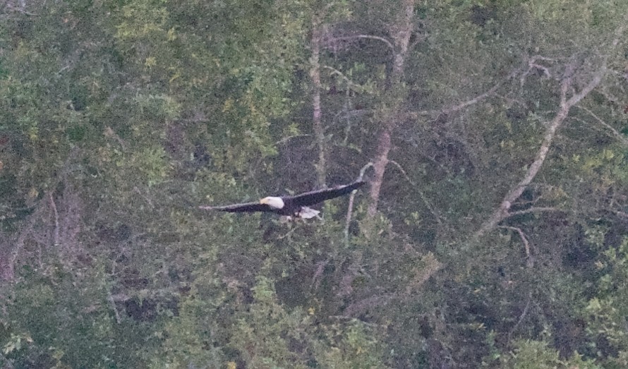 Bald Eagle - ML644907796