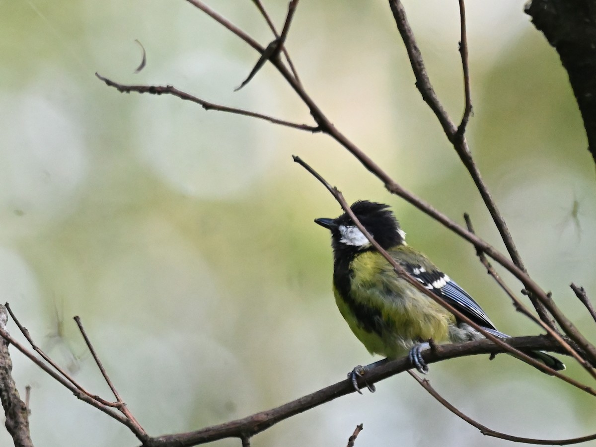 Carbonero Dorsiverde - ML644907805