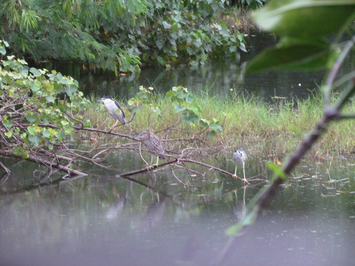 Black-crowned Night Heron - ML644907829