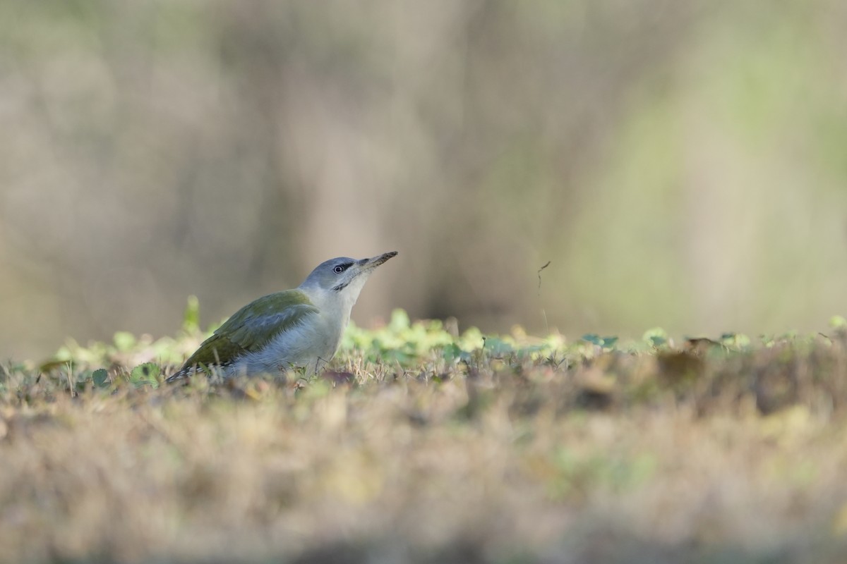 Pic cendré - ML644907847