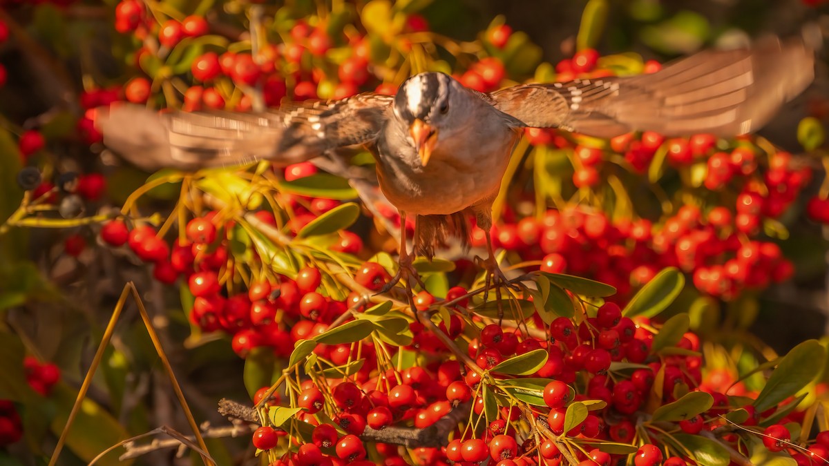 White-crowned Sparrow (Gambel's) - ML644907849