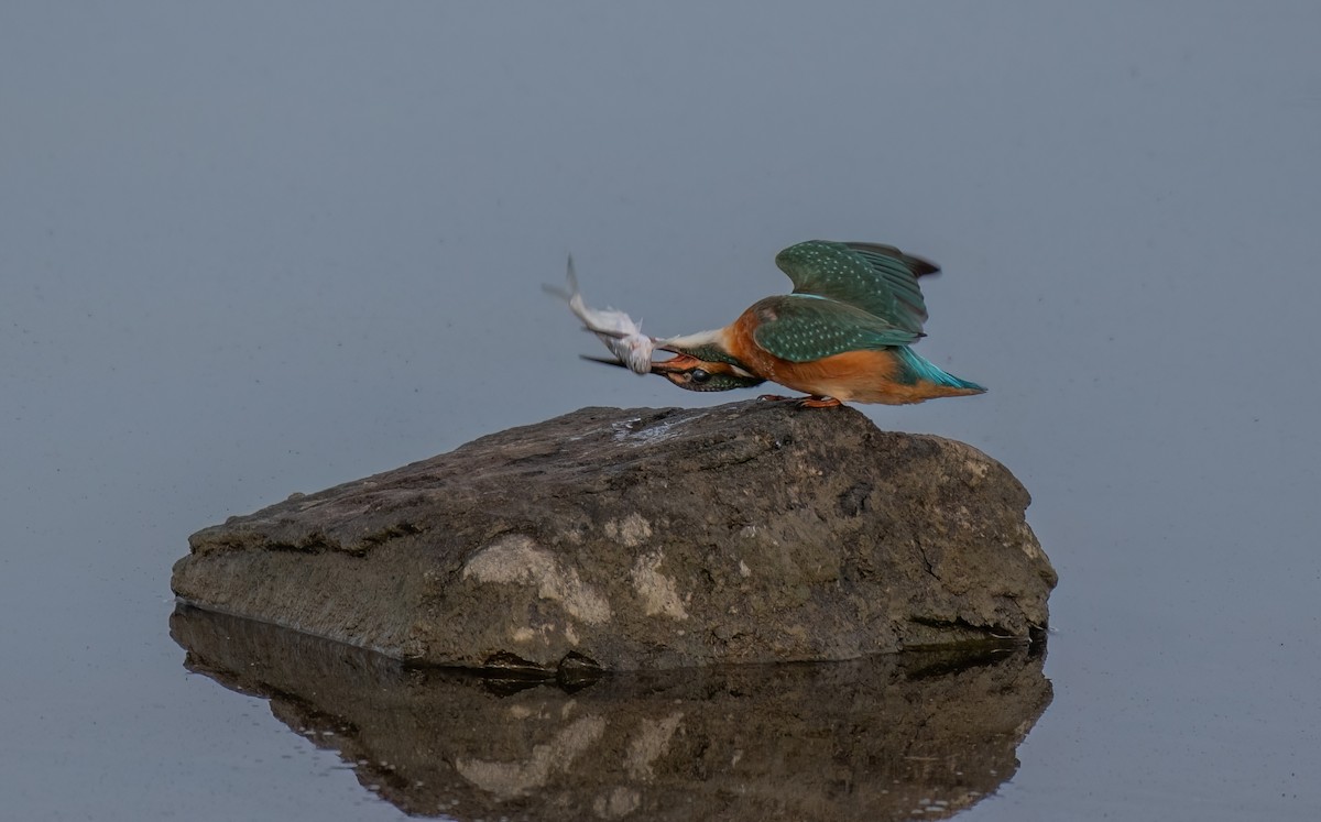 Common Kingfisher - ML644907881