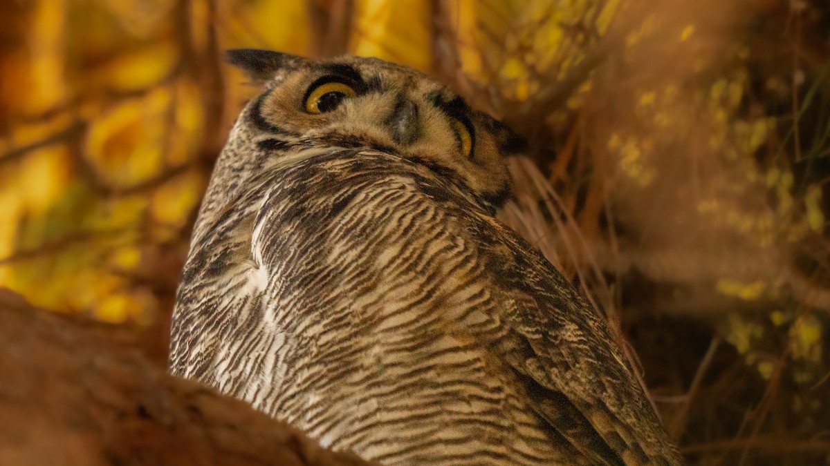 Great Horned Owl - ML644907889