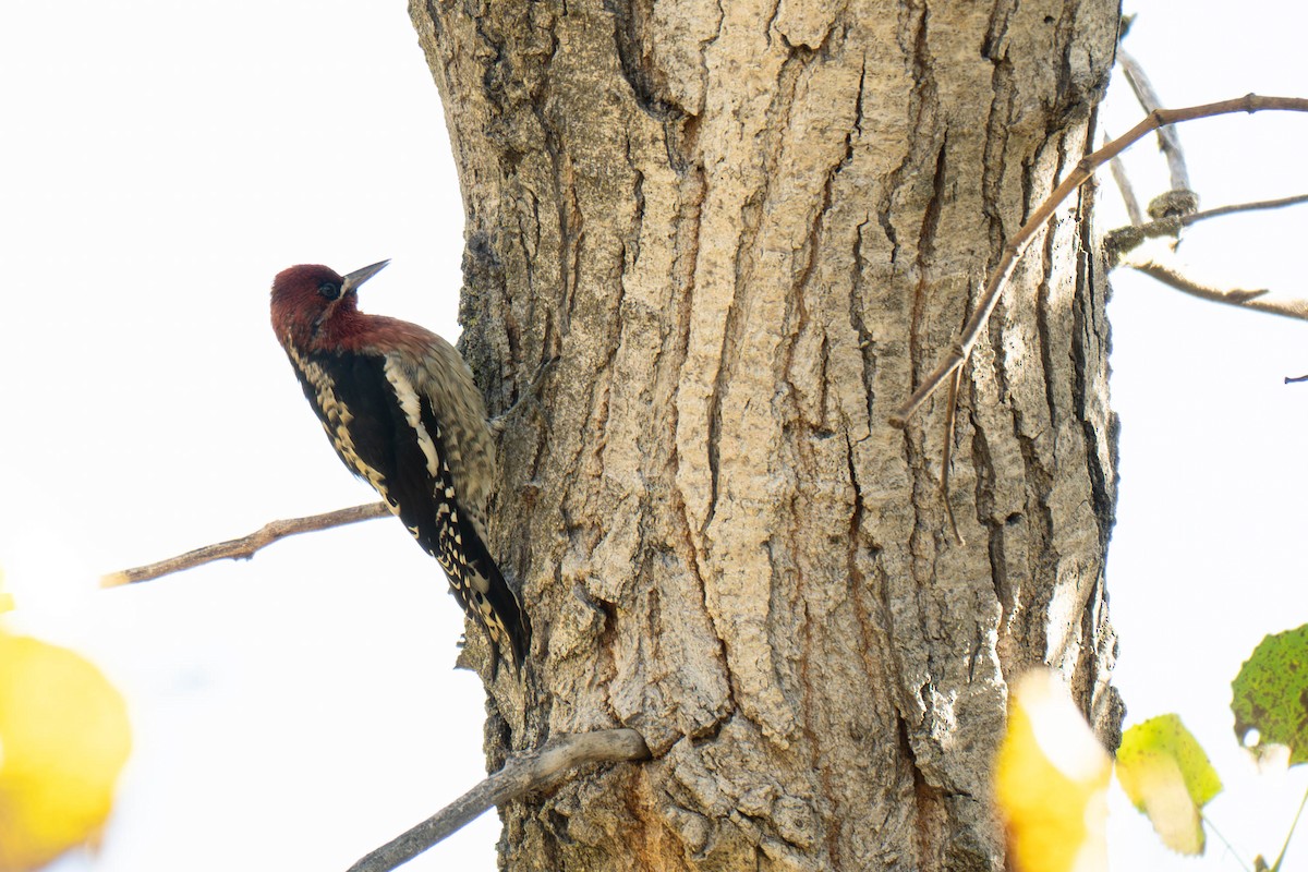 Red-breasted Sapsucker - ML644907917