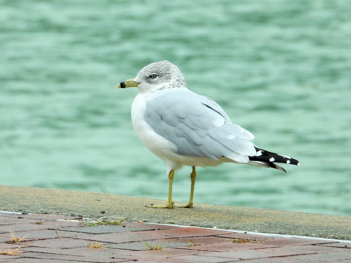 Мартин делаверський - ML644907977
