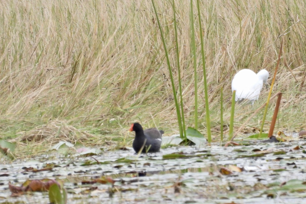 Amerika Sutavuğu - ML644907988