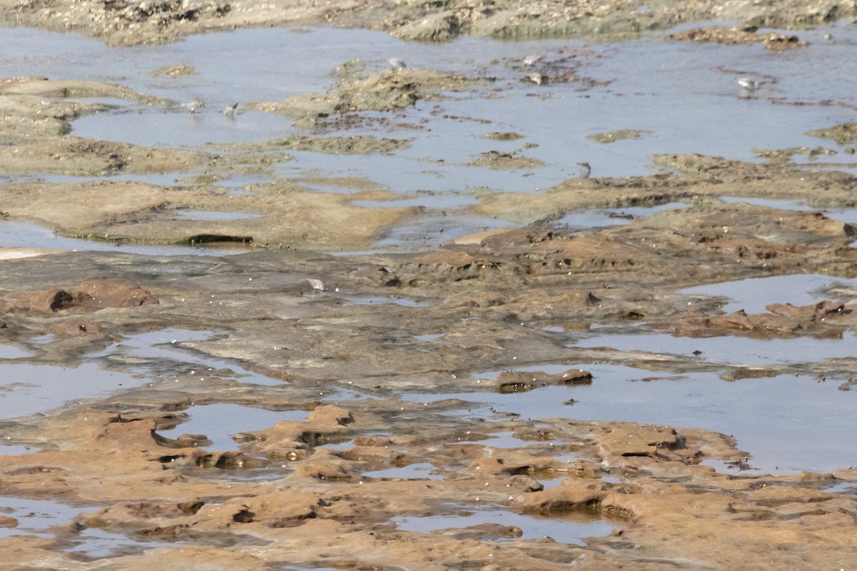 Побережник рудоголовий - ML644907989