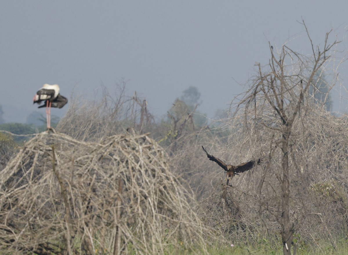 Підорлик великий - ML644907990