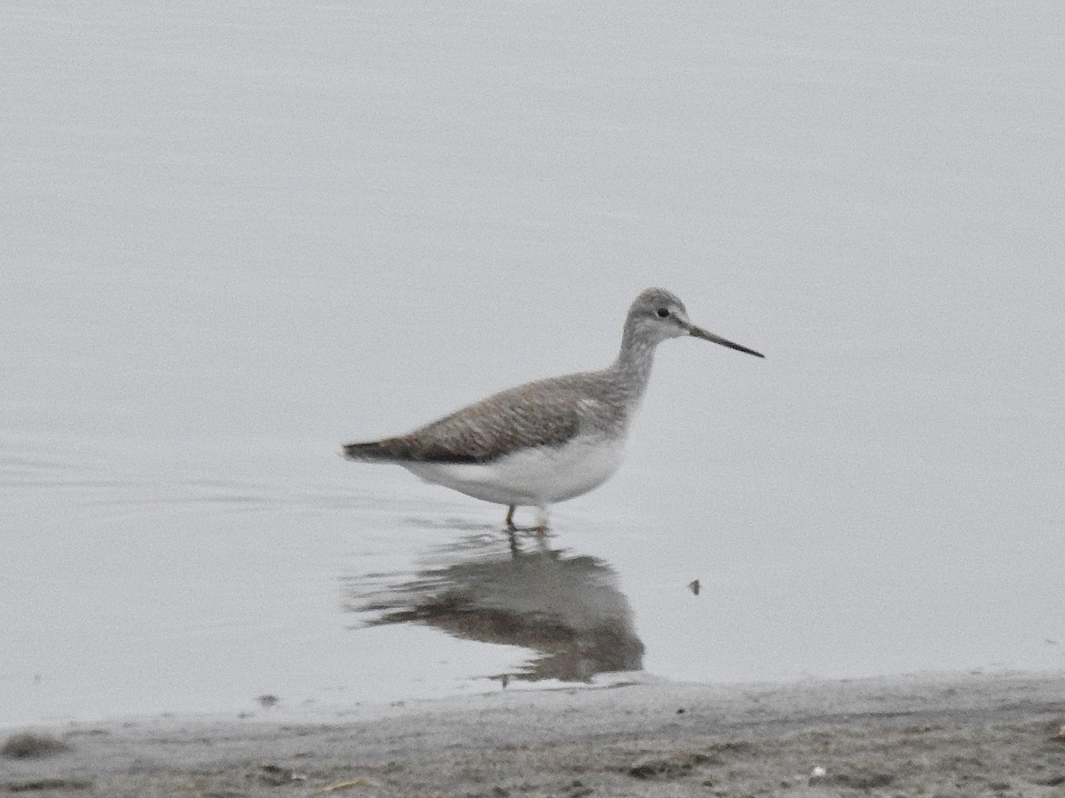 Коловодник строкатий - ML644907991