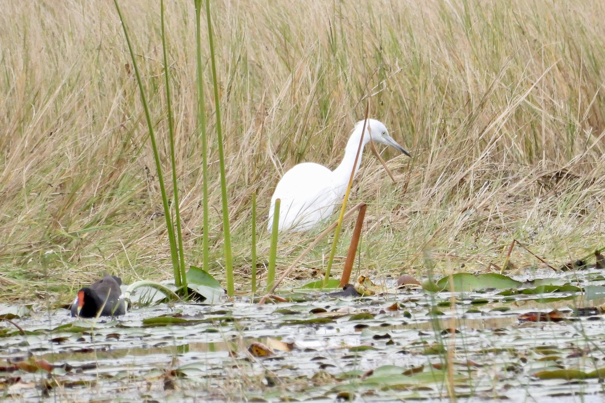 Чепура блакитна - ML644907992