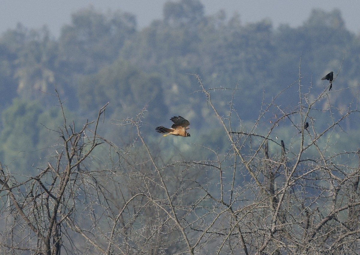 Лунь степовий - ML644907993