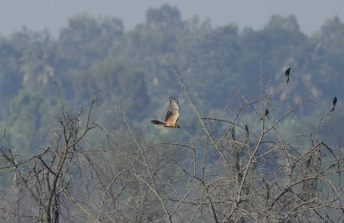 Лунь степовий - ML644907994