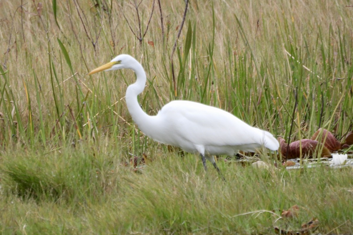 Чапля велика - ML644907996
