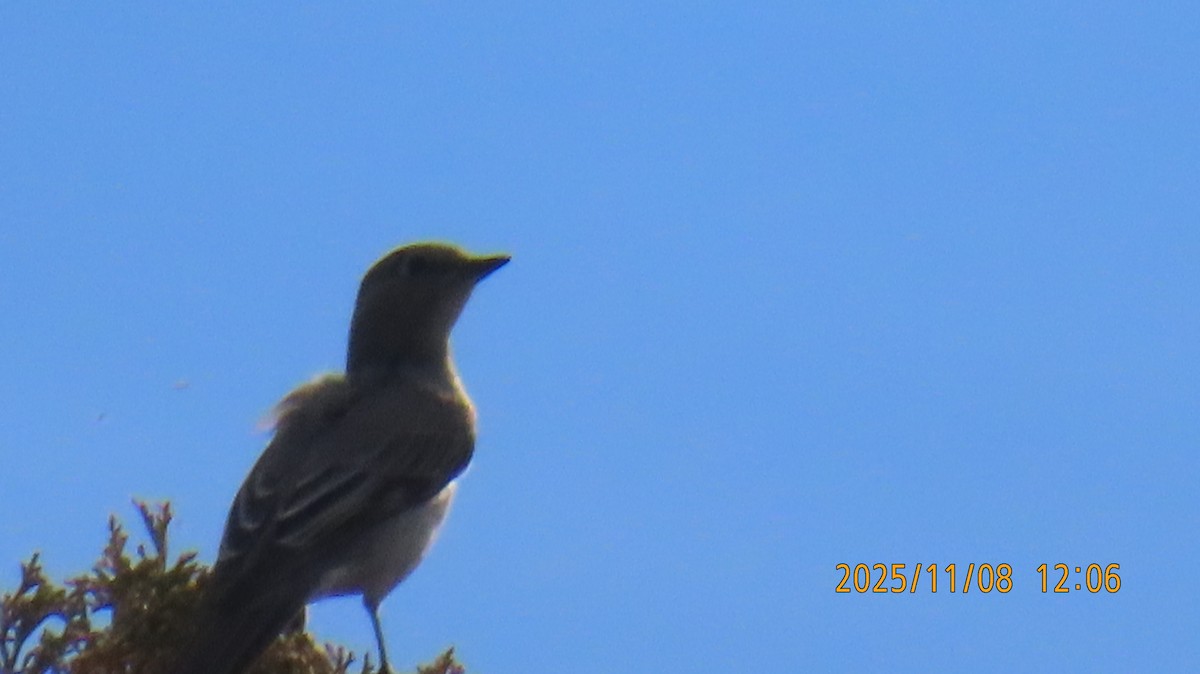 Солітаріо північний - ML644907997