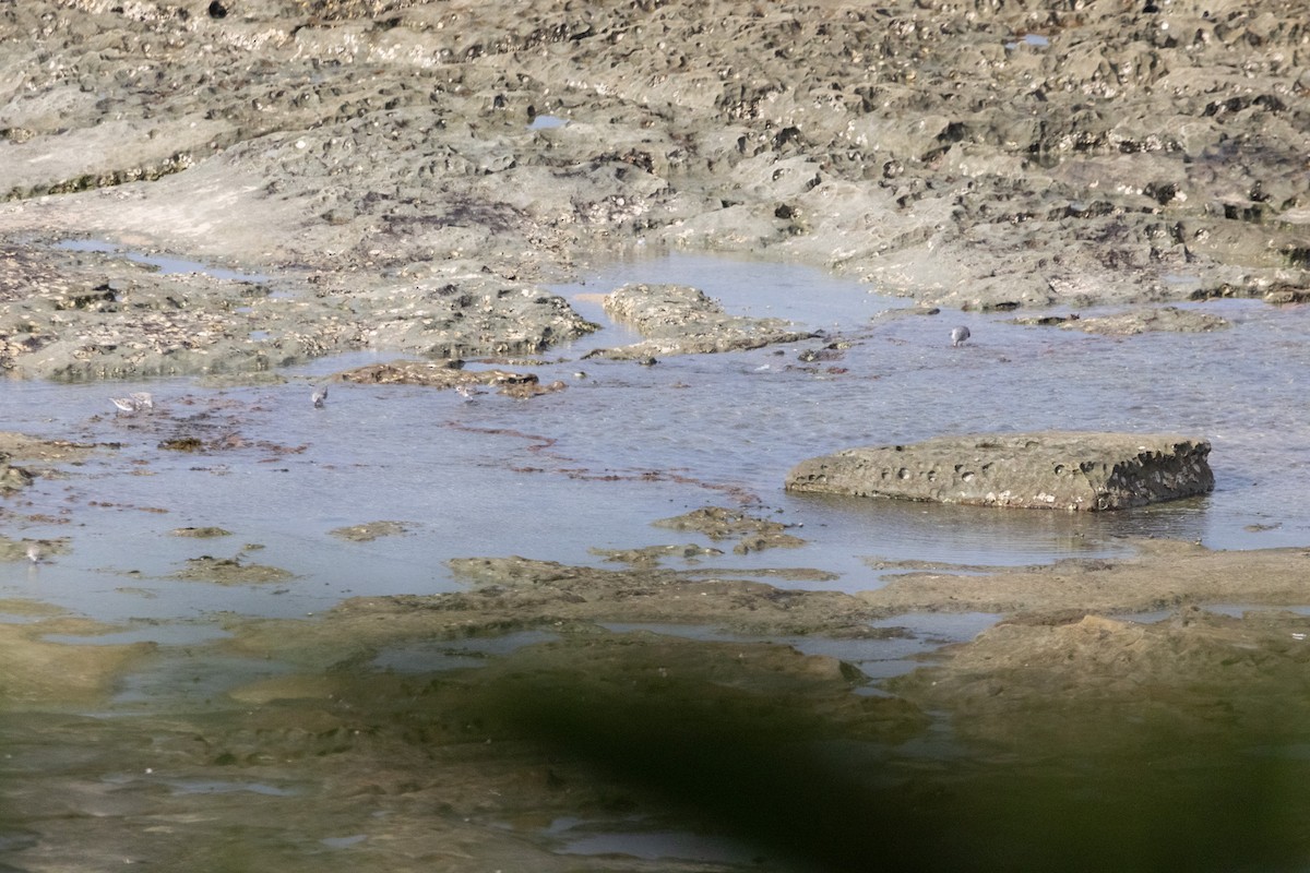 Побережник рудоголовий - ML644907998