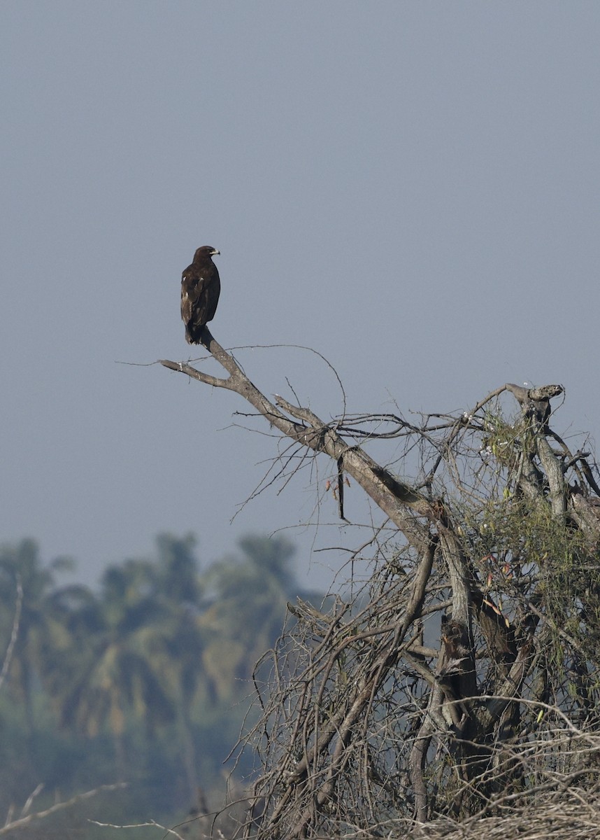 Підорлик великий - ML644907999