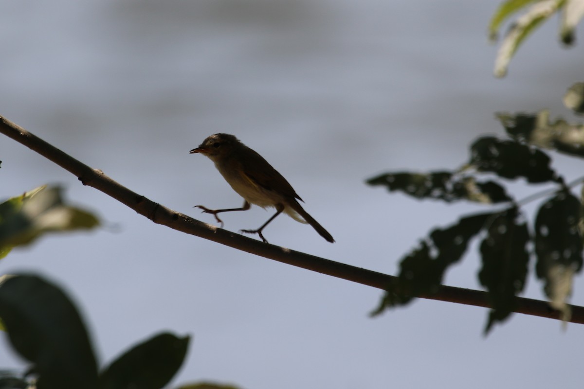 Вівчарик-ковалик - ML644908000