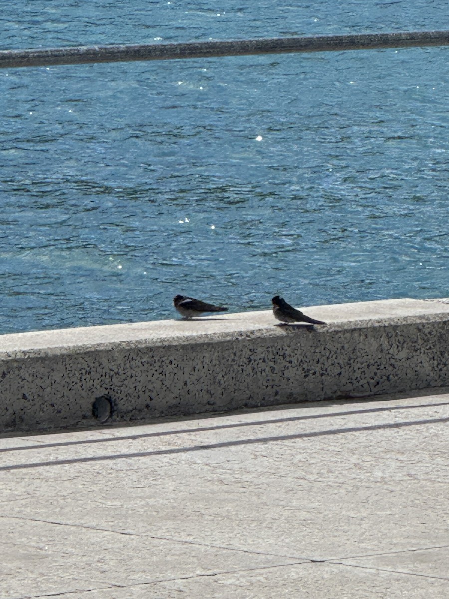 Ластівка австралійська - ML644908001