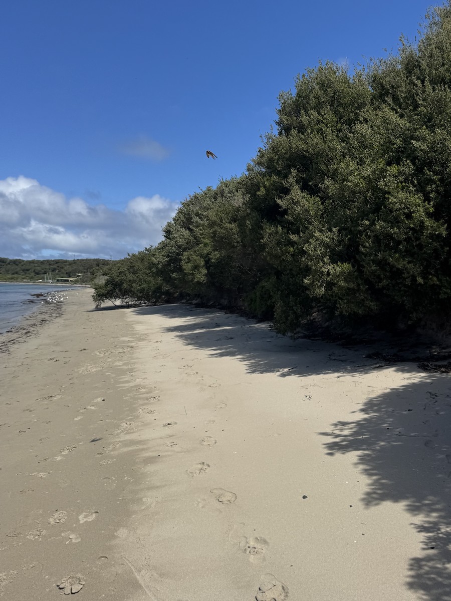 Ластівка австралійська - ML644908002